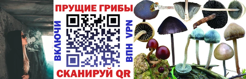 где продают   Выкса  Галлюциногенные грибы Psilocybe 